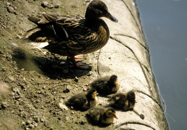 Avifauna