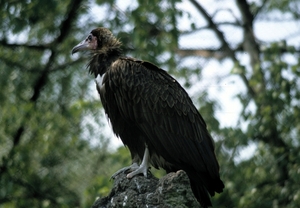 Avifauna