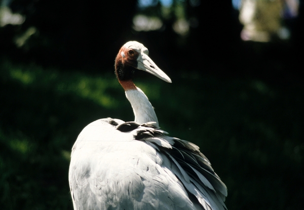 Avifauna