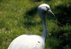 Avifauna