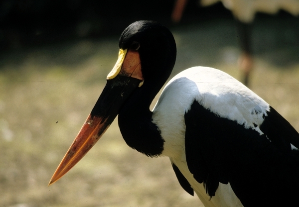 Avifauna