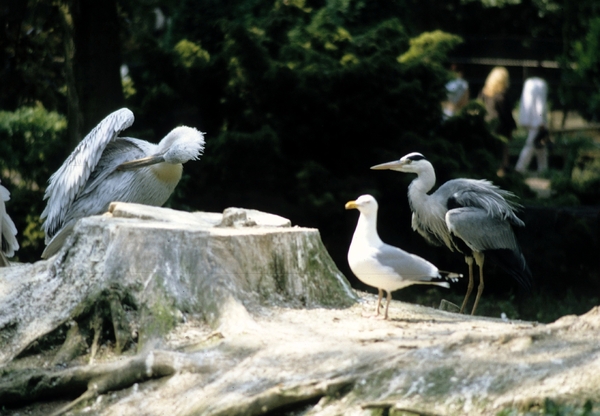 Avifauna