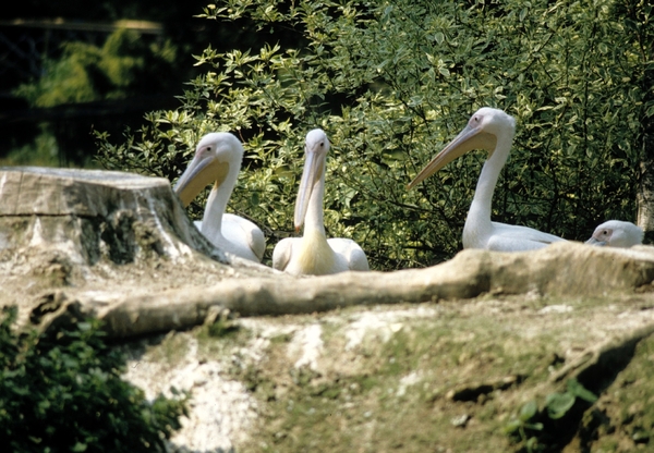 Avifauna