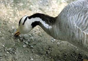 Avifauna