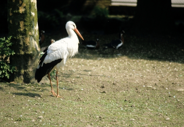 Avifauna