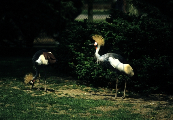 Avifauna