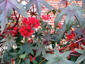 op het terras mooie bloemen..