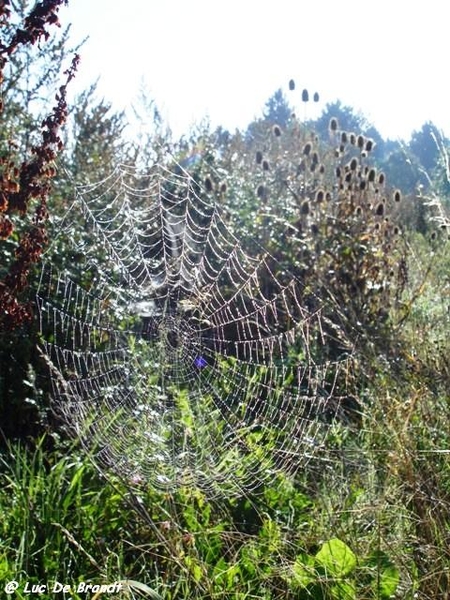 Ardennen wandeling Adeps