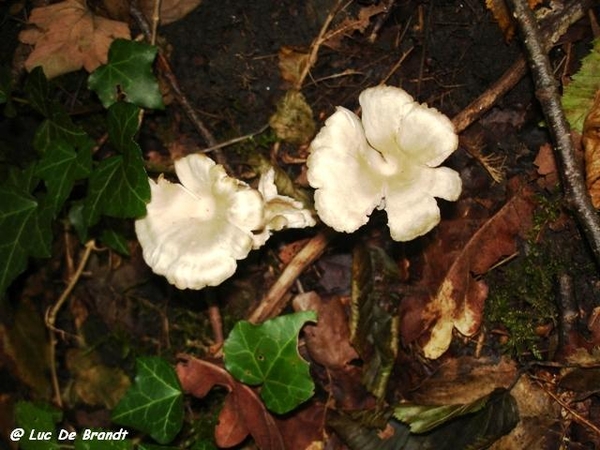 Ardennen wandeling Adeps