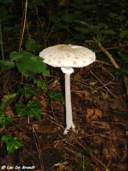 Ardennen wandeling Adeps