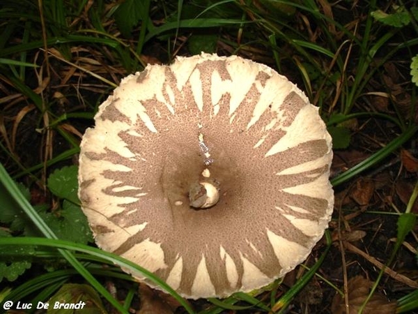 Ardennen wandeling Adeps