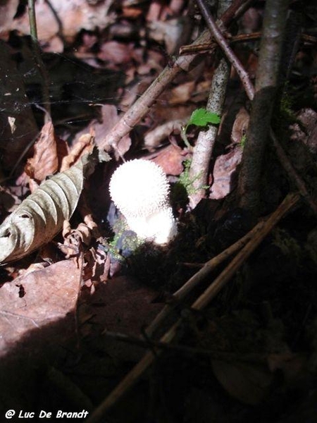 Ardennen wandeling Adeps