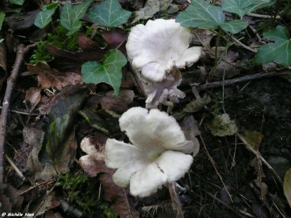 Ardennen wandeling Adeps