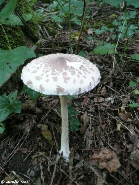 Ardennen wandeling Adeps