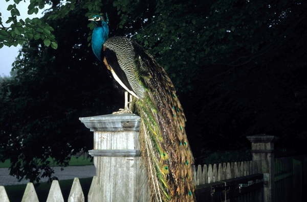 Paleis Het Loo