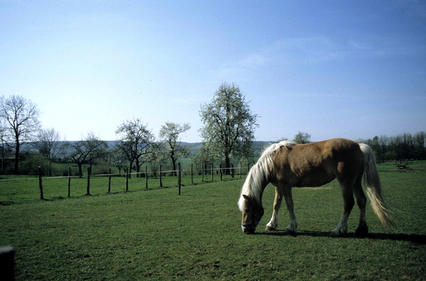 Gerendal