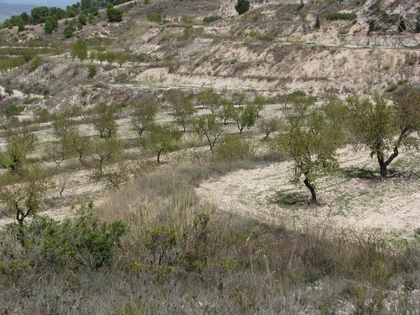 002 Olijfbomen in de Sierra