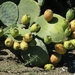 028 Bloeiende Cactussen