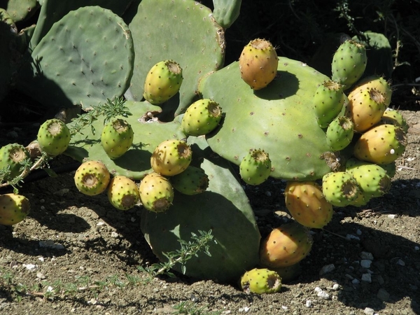 028 Bloeiende Cactussen