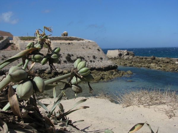 036 Isla de Tarifa