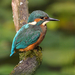 IJsvogel