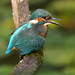 IJsvogel
