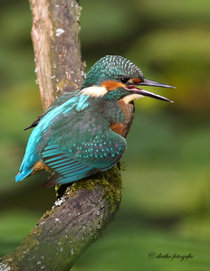 IJsvogel