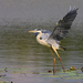 Reiger