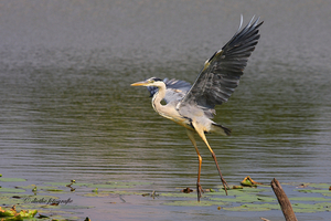 Reiger