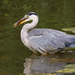 Reiger
