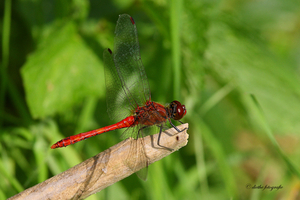 Bloedrode heidelibel