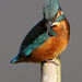 IJsvogel