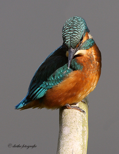 IJsvogel