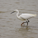 Kleine-zilverreiger