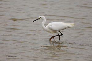 Kleine-zilverreiger