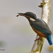 IJsvogel