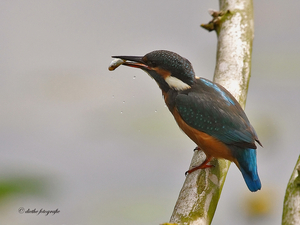 IJsvogel