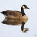 Canadese gans
