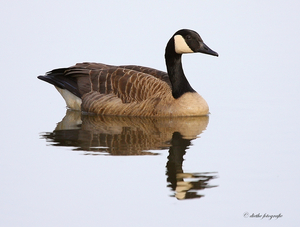 Canadese gans