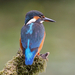 IJsvogel