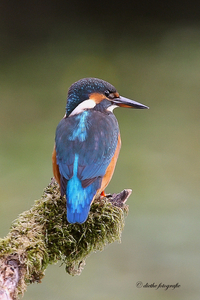 IJsvogel