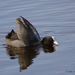 20100423-Boze-meerkoet-3