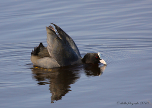 20100423-Boze-meerkoet-3