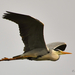 20100506-reiger-6