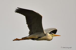 20100506-reiger-6