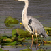 20100823-reiger-10