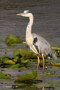 20100823-reiger-10