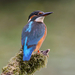 20100909-IJsvogel-6