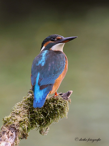 20100909-IJsvogel-6
