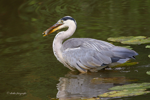 Reiger (met prooi)